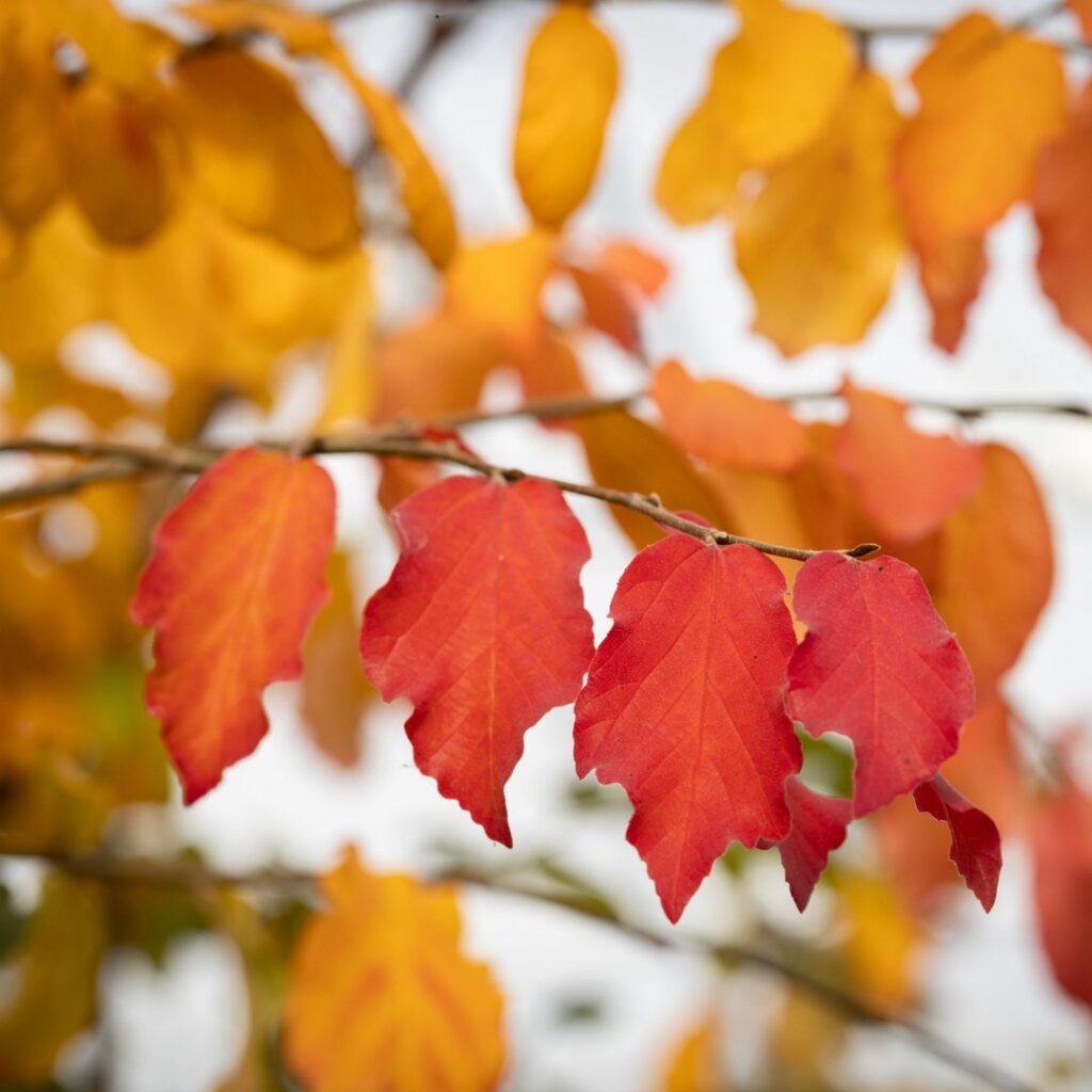 Parrotia persica Persian Ironwood Tree 5038838004292 2